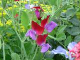 Sweet pea bicolour_2 